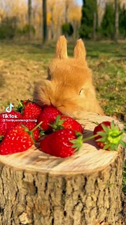 little hummy