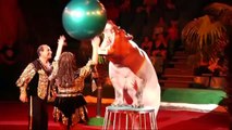 Polemica por Hipopótamos realizan trucos en espectáculo circense