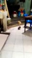 #VIRAL - Gato observa tranquilamente pelea entre ratas
