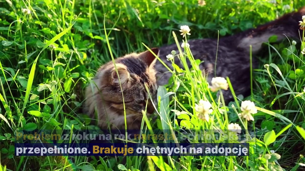 Gazeta Lubuska. Walka  bezdomnością kotów