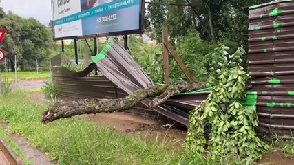 Natureza mostra sua força: queda de árvores são registras em Cascavel