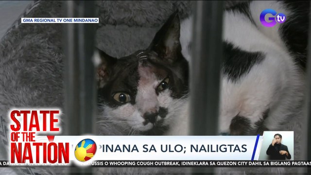 Pusa, pinana sa ulo; nailigtas | SONA