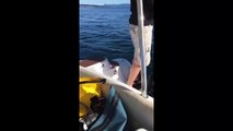 #VIDEO: Astuta foca se salva de ser el almuerzo de un grupo de hambrientas orcas