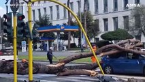 Roma, un grosso albero cade su due auto: un ferito