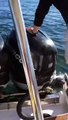 Orcas cazando foca salta en barco para escapar