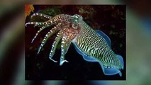 #OMG - Calamar de ojos saltones asusta a los científicos