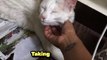 Cuddles Over Work! Adorable White Cat Demands Attention
