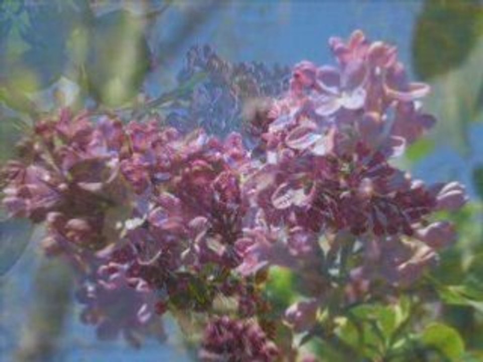 Reino vegetal VI