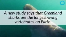 Researchers Name the Longest-Living Vertebrates on Earth