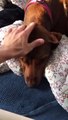 #VIRAL - La reacción de este perro al despedirse de su dueño