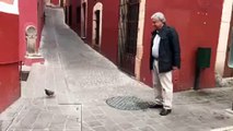 Andrés Manuel López Obrador persigue a una paloma