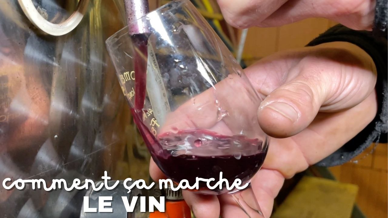 Comment faire du vin