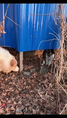 A dog is afraid of a cat