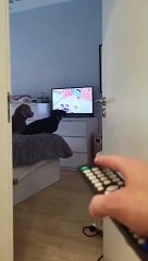 A dog watching cartoons complains loudly when his owner turns off the television