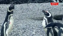 Pelea de Pinguinos se vuelve Viral la Llaman #LadyPinguina