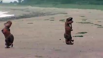 Dinosaurios TRex jugando en la playa de Florida durante huracán