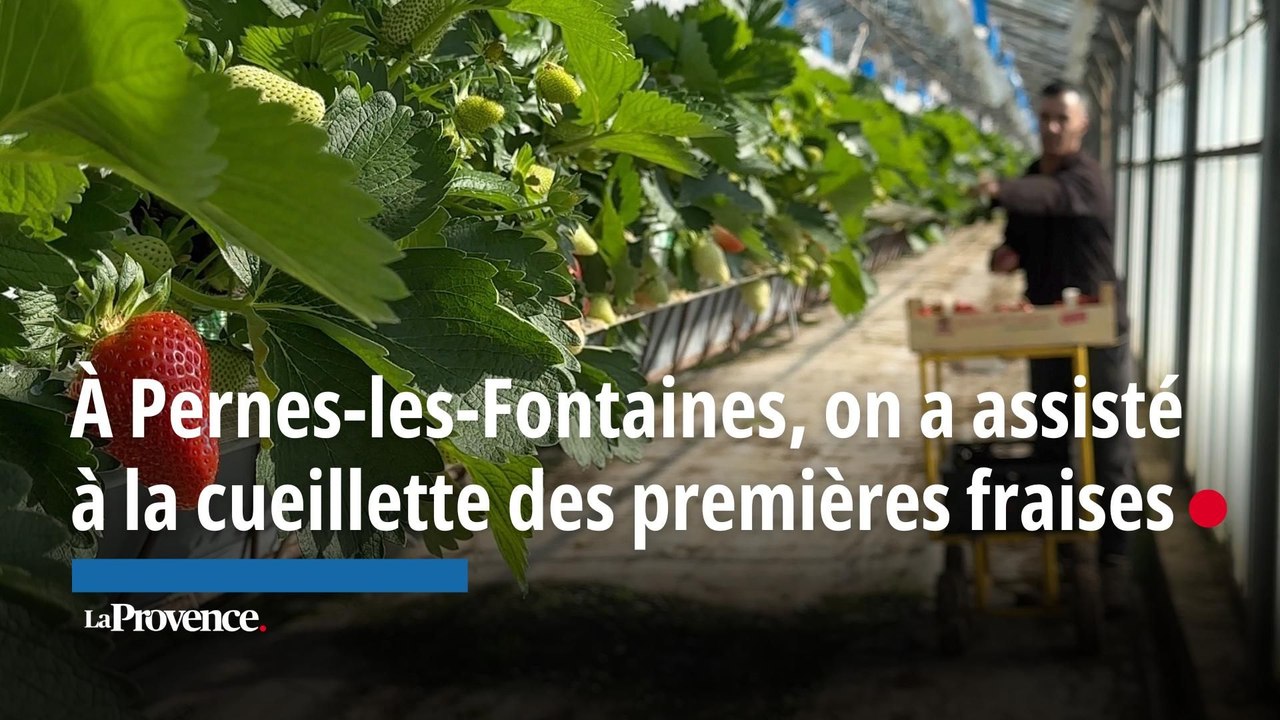À Pernes-les-Fontaines, on a assisté à la cueillette des premières fraises de la saison