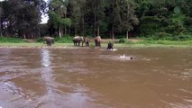 Elefante se lanza a salvar a su cuidador de 