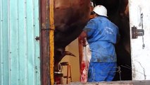 Exhiben tortura a animales en rastros de México