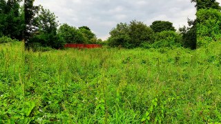 Seacroft Forest Garden: Leeds couple invite volunteers to help maintain ‘little piece of nature in sprawling council estate’
