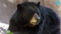 Black Bear Attacks Maryland Woman in Her Driveway