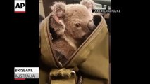 Policia australiana encuentra a koala bebé en una mochila