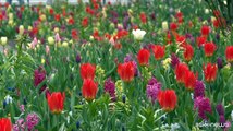 I 75 anni del giardino di Keukenhof, il pi? grande parco di tulipani del mondo