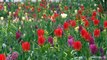 I 75 anni del giardino di Keukenhof, il pi? grande parco di tulipani del mondo