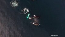 Killer Whales Attack a Shark