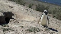 370 pingüinos aparecen muertos en costas de Argentina