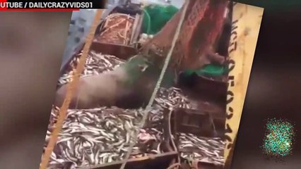 Giant sea lion boarded fishing boat and doesn’t wanna leave