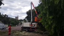 Equipe é mobilizada para corte de galhos de árvore no Centro