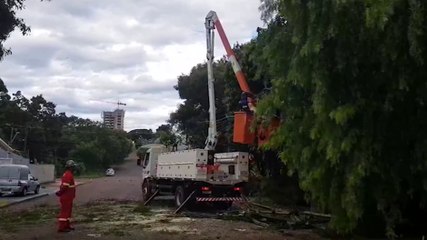 Equipe é mobilizada para corte de galhos de árvore no Centro