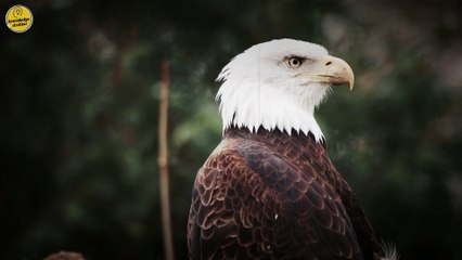 Eagle के 10 सबसे बड़े हमले | Top 10 Eagles Hunts