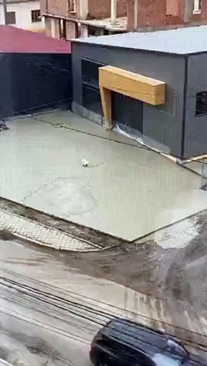 Ce chien est le cauchemar des ouvriers... béton frais