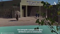 Falleció Benny, el elefante del Parque Ecológico de Ecatepec