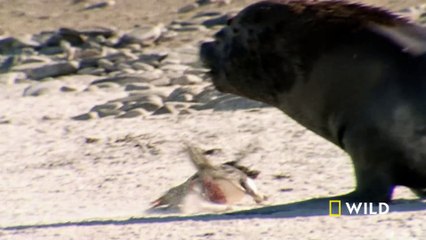 Ice Cold Killers (Full Episode) | World's Deadliest