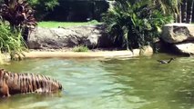 Tigre intenta cazar a pato en Zoológico, fracasa y se vuelve viral