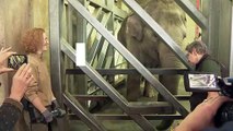 شاهد: عناية خاصة بأقدام الفيلة طبية في حديقة حيوان ألمانية