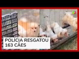 Cães em estado precário são resgatados de canil clandestino em SC