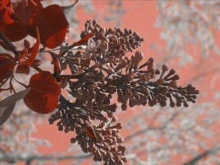 Flores I efecto cromático