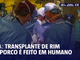 Equipe médica nos EUA anuncia primeiro transplante de rim de porco a um paciente vivo - AFP