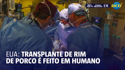 Médico brasileiro realiza primeiro transplante de rim de porco em humano