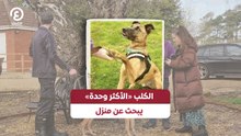 الكلب «الأكثر وحدة» يبحث عن منزل