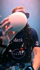 Diver Cracks Open Ostrich Egg Underwater