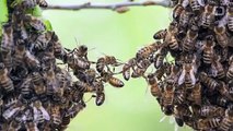 Ataque de abejas en el sur de California mata perro y tres cachorros