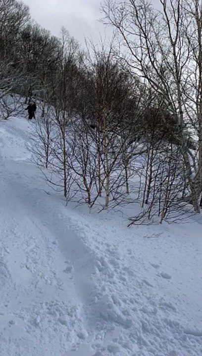 Skier Skis Up Tree and Falls Off
