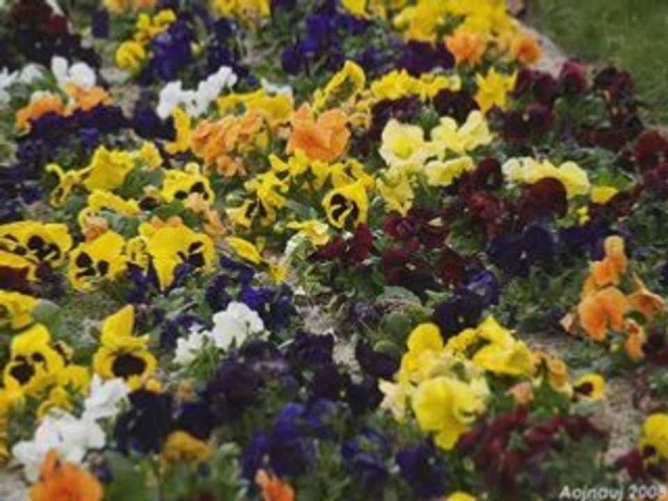 Flores III