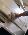 #VIRAL - Usan a cachorro para limpiar un auto de lujo