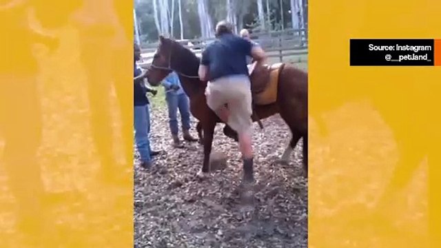 Aaseja, hevosia ja jopa kameleita: hulvaton ja kivulias video tallentaa potkufestivaalin